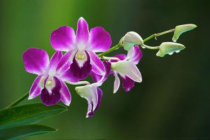 orchid houseplants